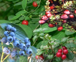 Vaccinium, also known as epigynous or false berries, because they fruit below the ovaries; Blueberries, cranberries, cowberries (from which vaccinium get their name)